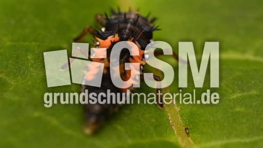 Asiatischer Marienkäfer_Larve (7).jpg